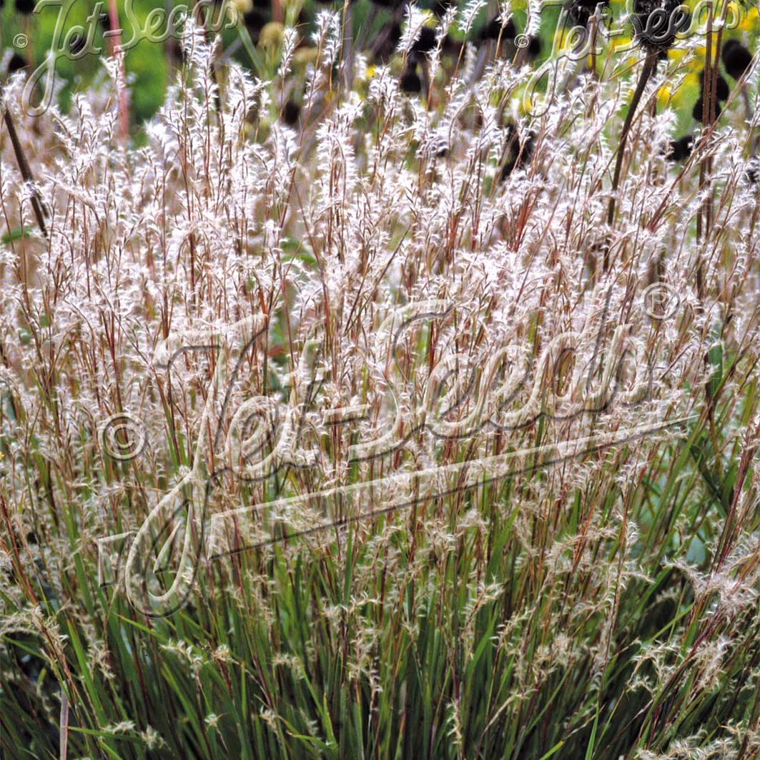 Schizachyrium scoparium Blaze (Little Bluestem)