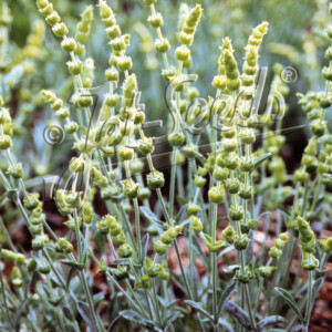Sideritis syriaca Saradas Mountain Tea (Ironwort)
