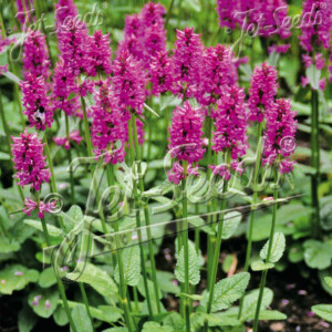Stachys officinalis (Betony)