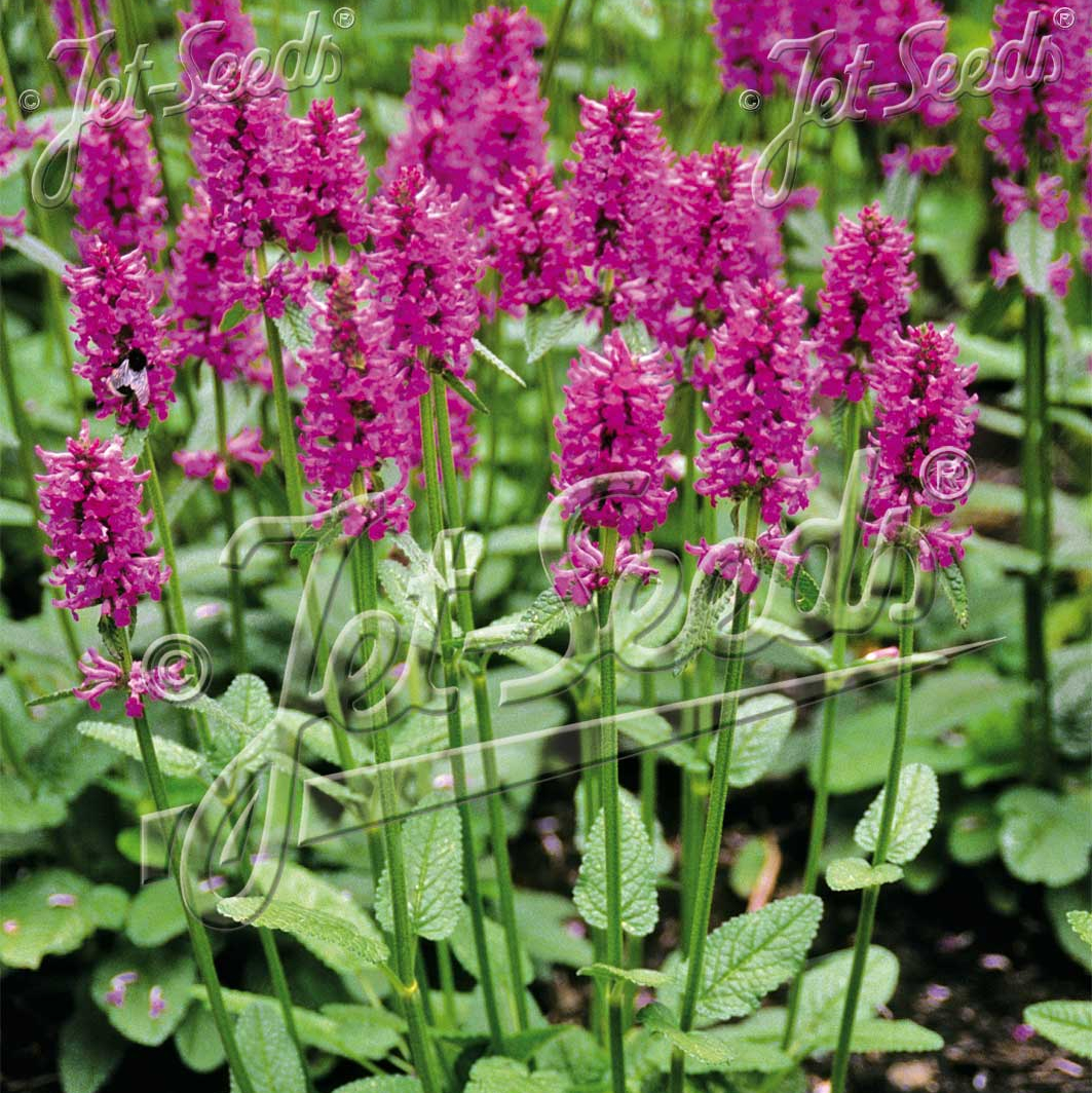 Stachys officinalis (Betony)