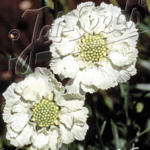 Scabiosa caucasica White Perfection (Pincushion Flower)