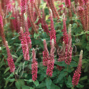 Teucrium hircanicum Purple Tails (Germander)