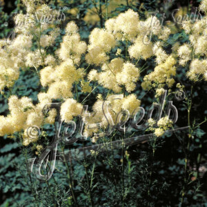 Thalictrum lucidum (Meadow Rue)