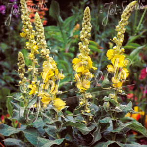 Verbascum phlomoides Banana Custard (Mullein)