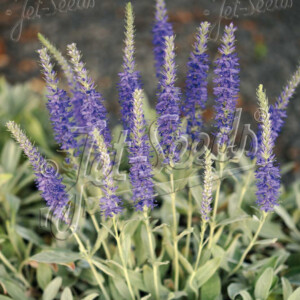 Veronica incana Silver Sea (Bird's Eye)