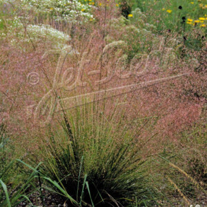 Eragrostis trichodes (Love Grass)