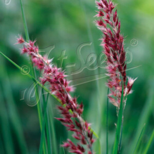 Melinis Savannah (Savannah Ruby Grass)